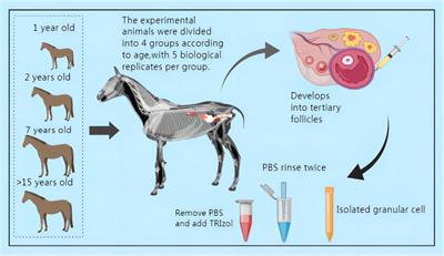 Differential age-related transcriptomic analysis of ovarian granulosa cells in Kazakh horses
